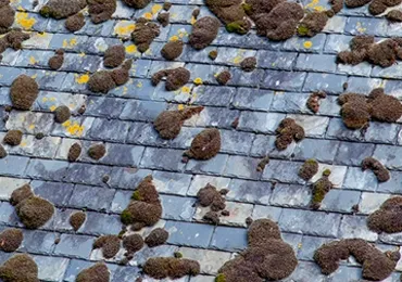 lichens sur une toiture